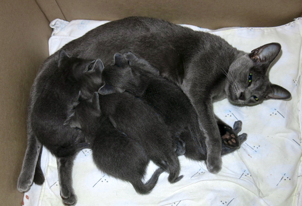 Kittens at 3 weeks